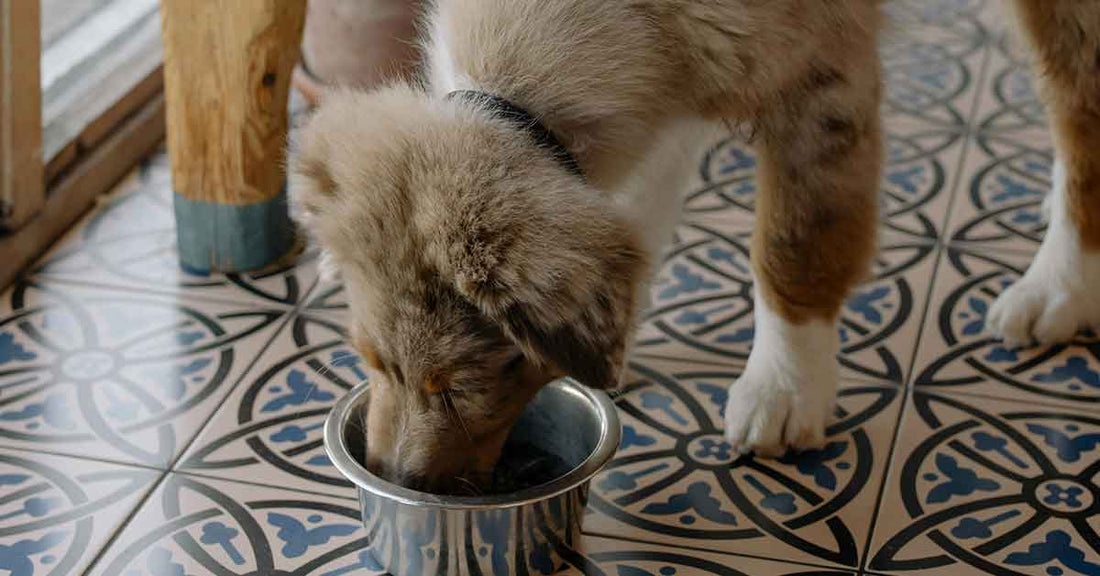 Automatic pet water dispenser with dog and cat – perfect dropship product for busy USA apartments