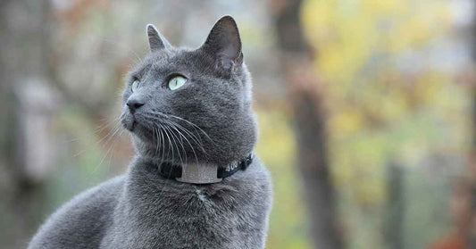 Smart GPS Cat Collar Reviews for 2025