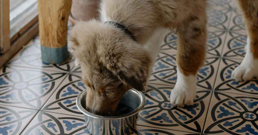 Automatic pet water dispenser with dog and cat – perfect dropship product for busy USA apartments
